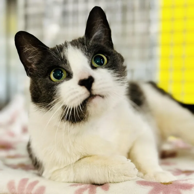 An adult medium-sized female Gray & White Domestic Short Hair cat named Emma for adoption in Jackson, NJ