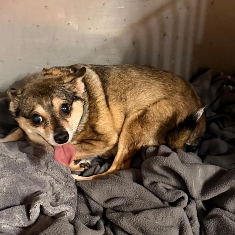 A senior small-sized female Apricot / Beige Miniature Pinscher dog named Coyte for adoption in Tupelo, MS