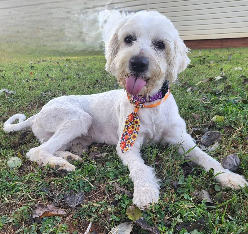 A young small-sized male Goldendoodle dog named Snowy for adoption in Salisbury, NC
