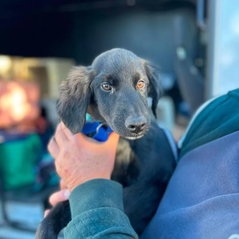 A baby medium-sized male Black Labrador Retriever dog named Damien for adoption in St. Charles, IL