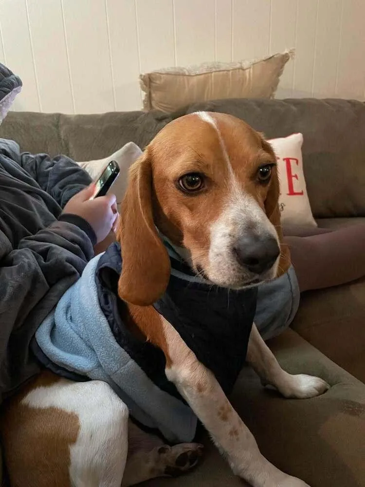 An adult small-sized male Tricolor (Brown, Black, & White) Beagle dog named Stevie for adoption in Breinigsville, PA