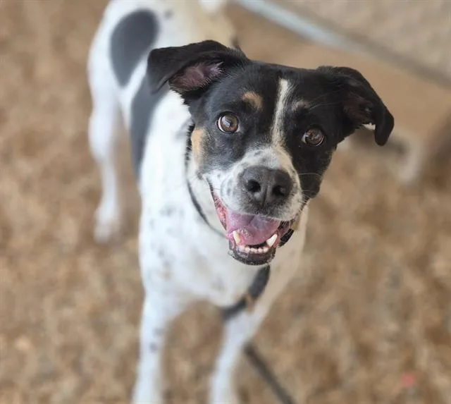 An adult medium-sized male Australian Cattle Dog / Blue Heeler dog named Rico for adoption in Albuquerque, NM