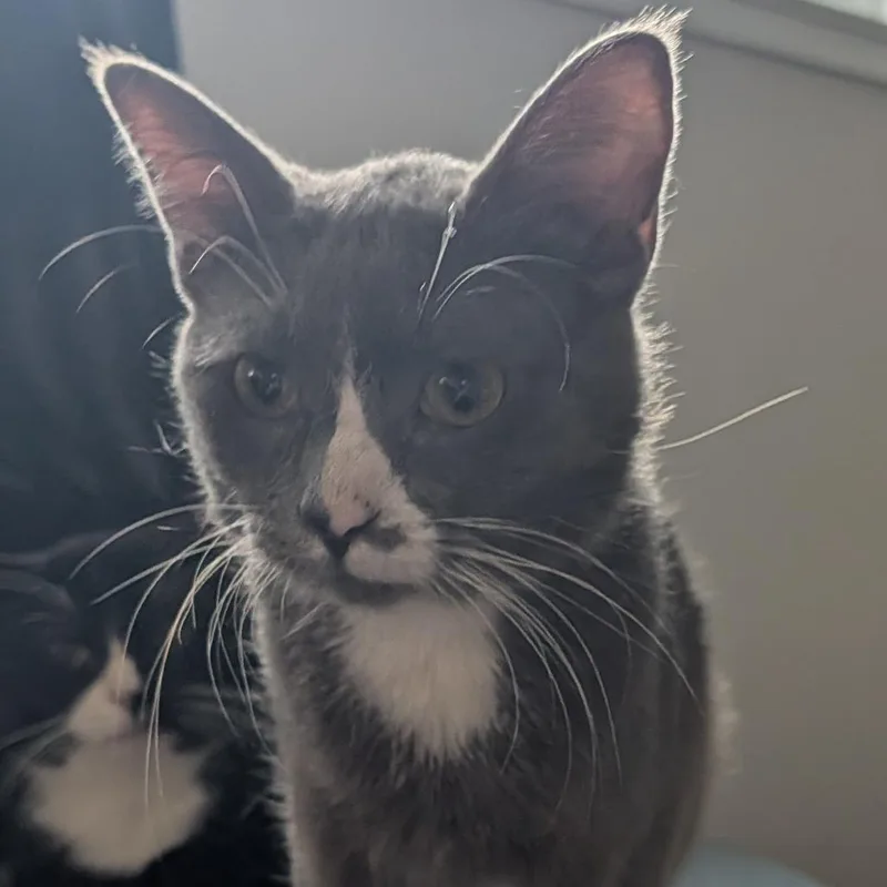An adult medium-sized male Gray / Blue / Silver Domestic Short Hair cat named Sailor Cat Carl for adoption in Tacoma, WA