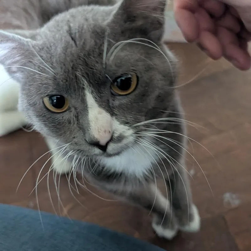 Sailor Cat Carl thumbnail 2
