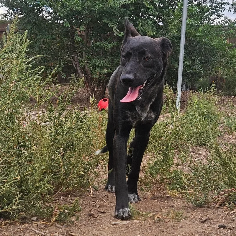 An adult medium-sized male Black Shepherd dog named Quavo for adoption in Flagstaff, AZ