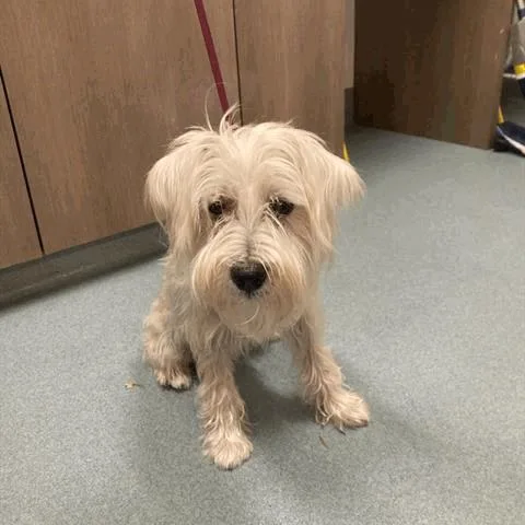 A young small-sized male White / Cream Mixed Breed dog named Donnie for adoption in Houston, TX