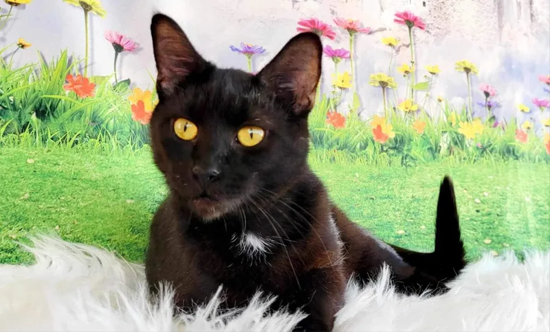 Tallahassee thumbnail 2