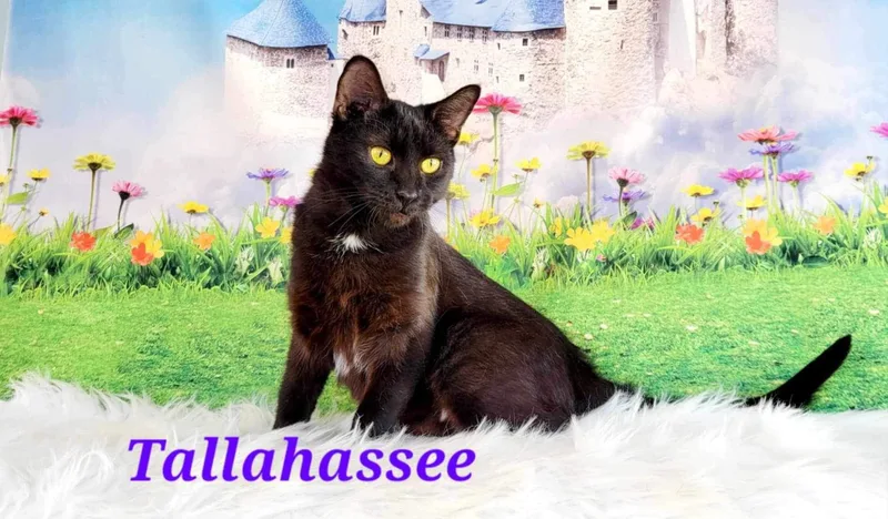 Tallahassee thumbnail 3