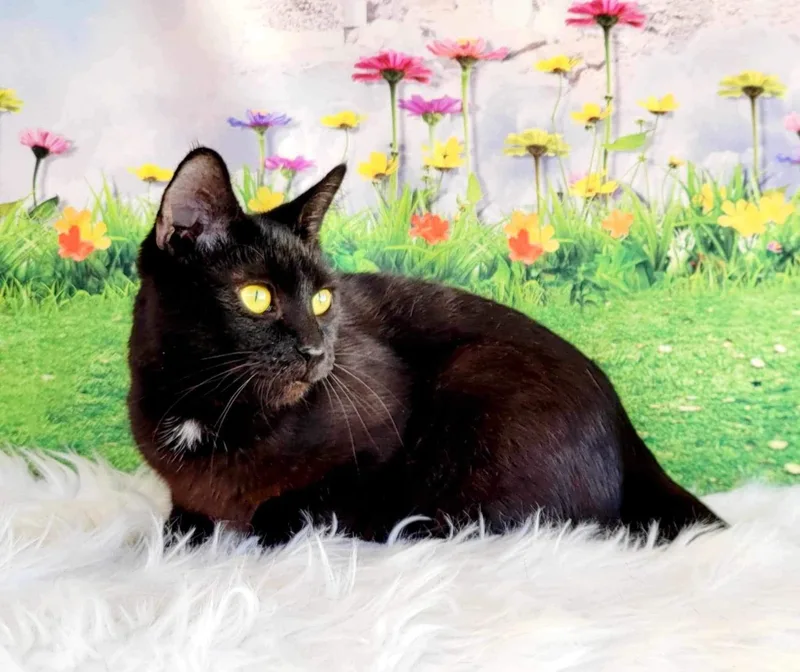 Tallahassee thumbnail 4