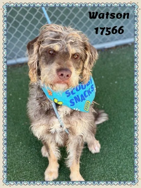 Watson See Also Otto thumbnail 2