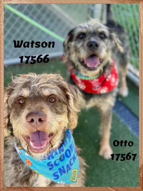 Watson See Also Otto thumbnail 3