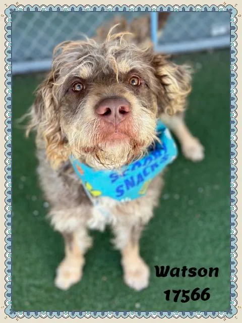 Watson See Also Otto thumbnail 4