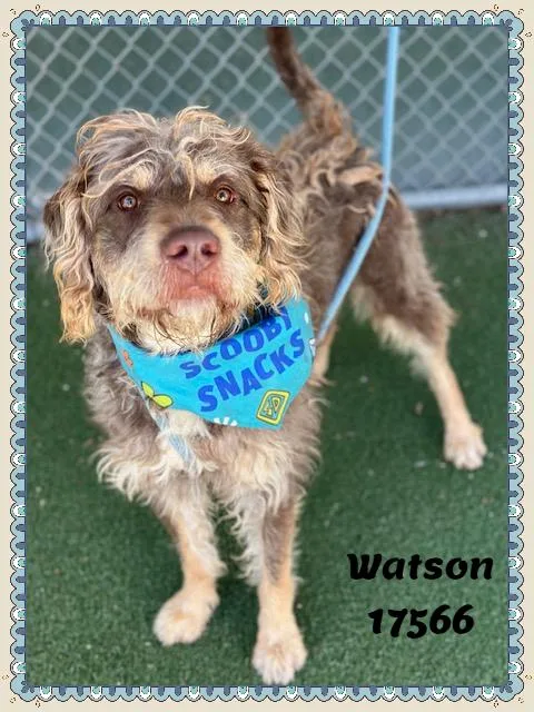 Watson See Also Otto thumbnail 5