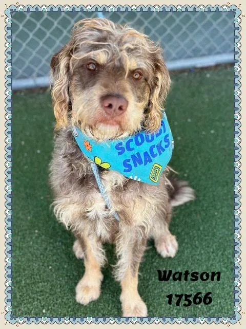 Watson See Also Otto thumbnail 6