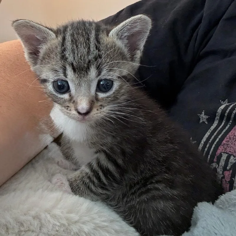A baby small-sized female Brown / Chocolate Domestic Short Hair cat named Elsa for adoption in Greenville, SC