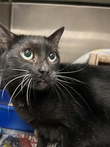 An adult small-sized female Domestic Short Hair cat named Little Mama for adoption in Daytona Beach, FL