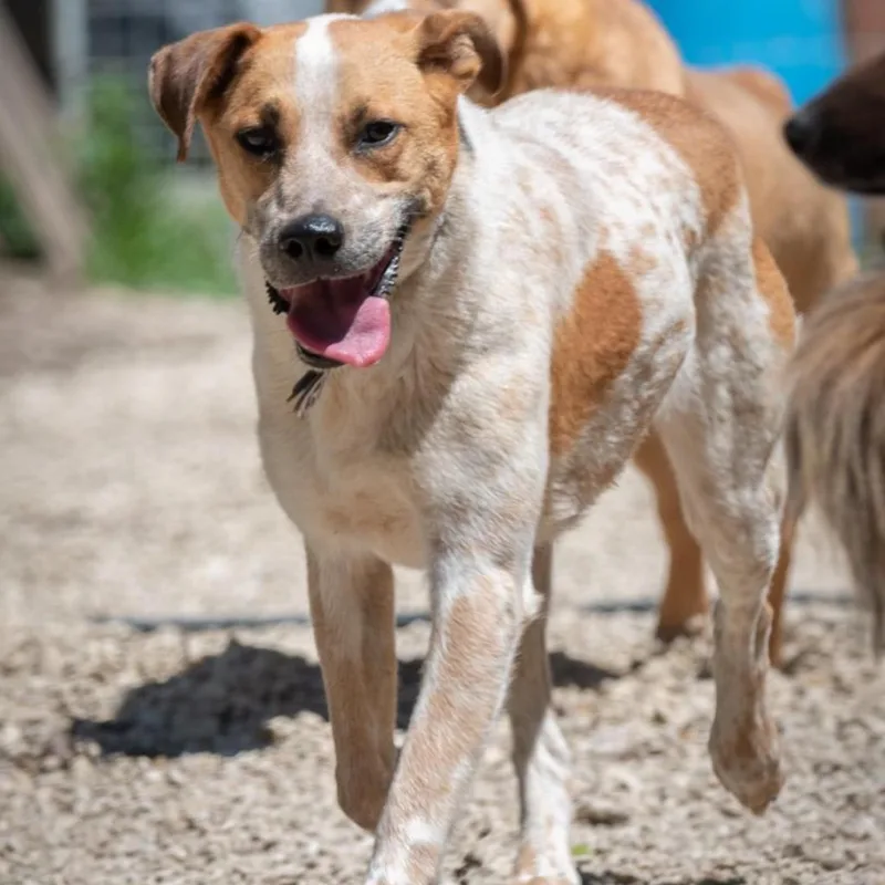 Autumn Fall thumbnail 2