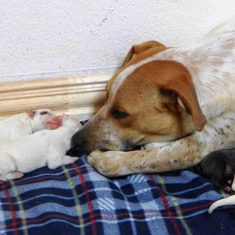 Autumn Fall thumbnail 3