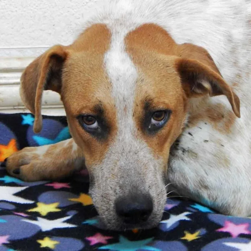 Autumn Fall thumbnail 4