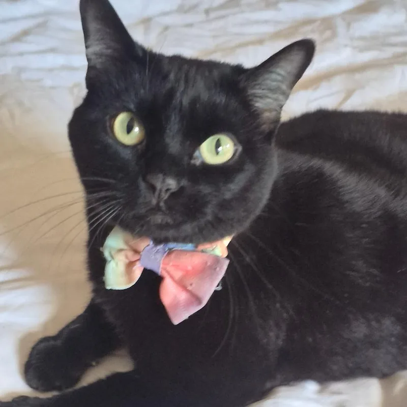 An adult large-sized female Domestic Short Hair cat named Chula for adoption in Murray, UT
