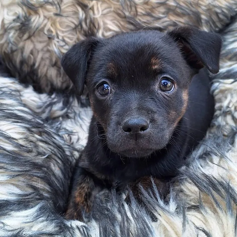 A baby medium-sized female Labrador Retriever dog named Kona for adoption in Valparaiso, IN