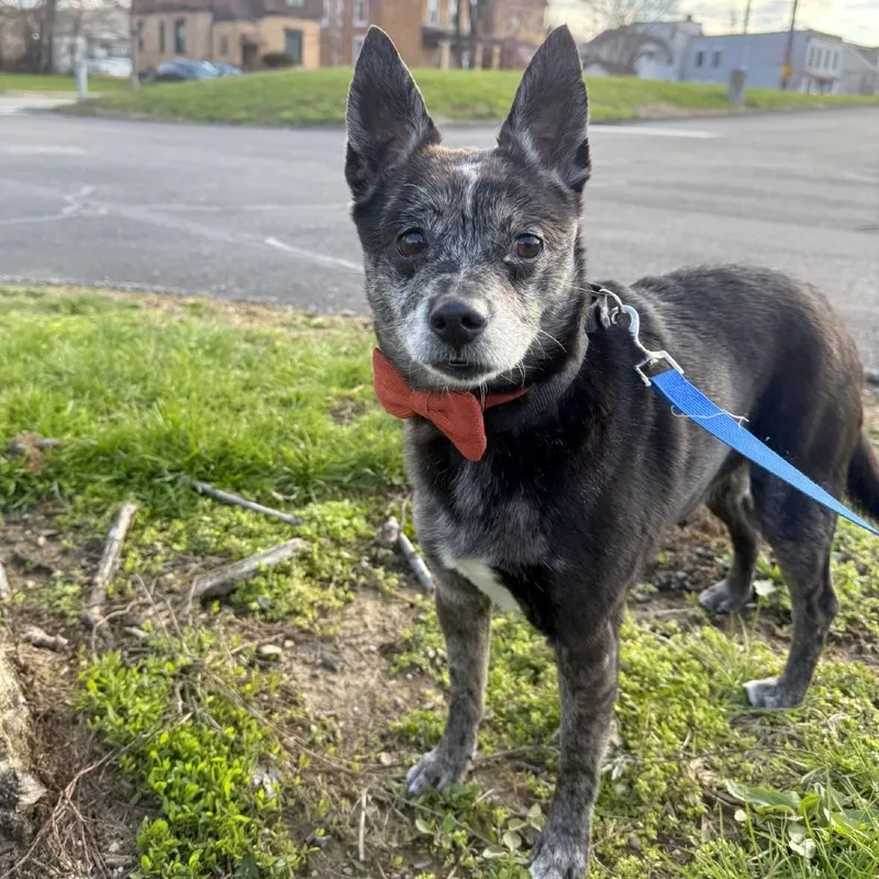 The Mayor thumbnail 2