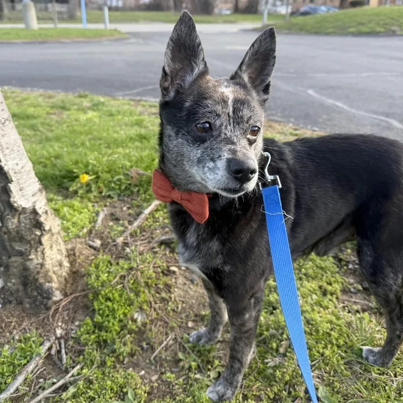 The Mayor thumbnail 3