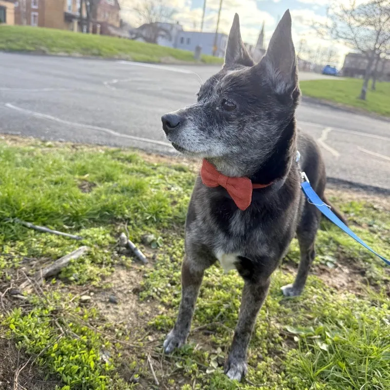 The Mayor thumbnail 4