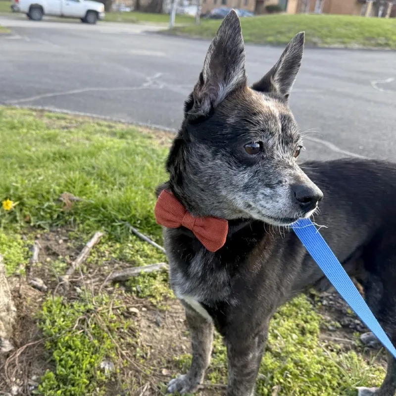 The Mayor thumbnail 5