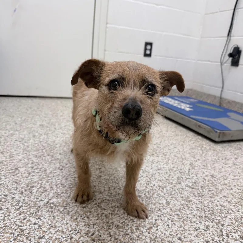 An adult small-sized female Yellow / Tan / Blond / Fawn Mixed Breed dog named Loretta for adoption in Auburn, AL