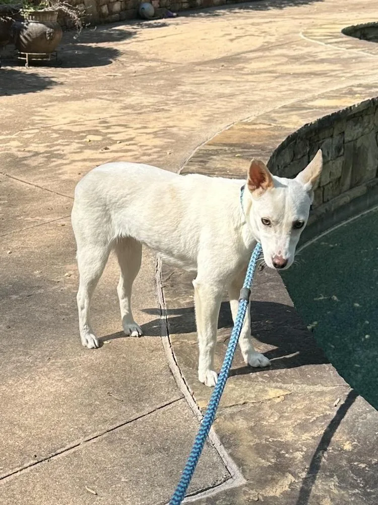 A young small-sized female White / Cream Terrier dog named Honey Bunny for adoption in Milton, GA