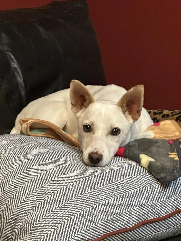 Honey Bunny thumbnail 2