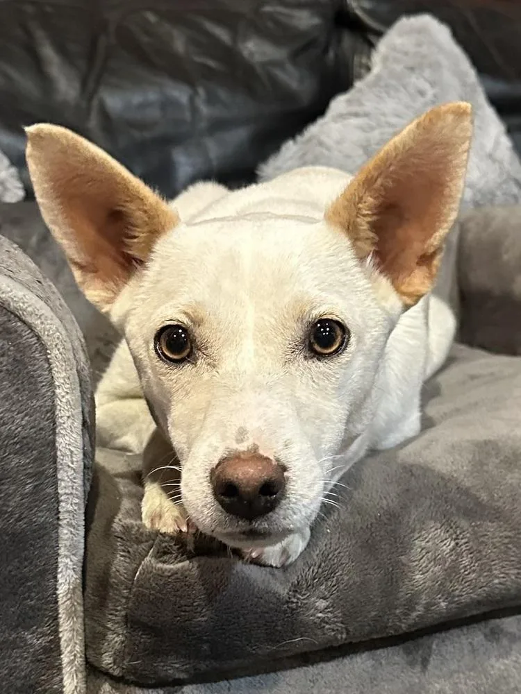 Honey Bunny thumbnail 3