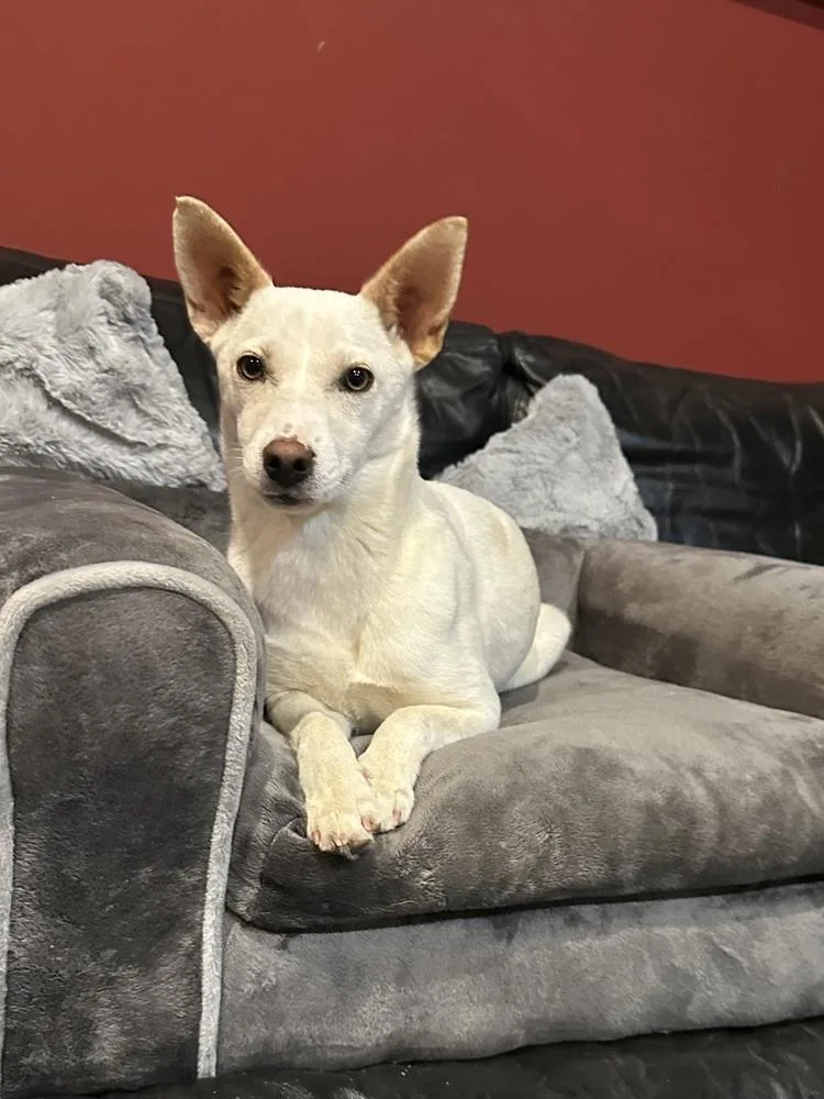 Honey Bunny thumbnail 4