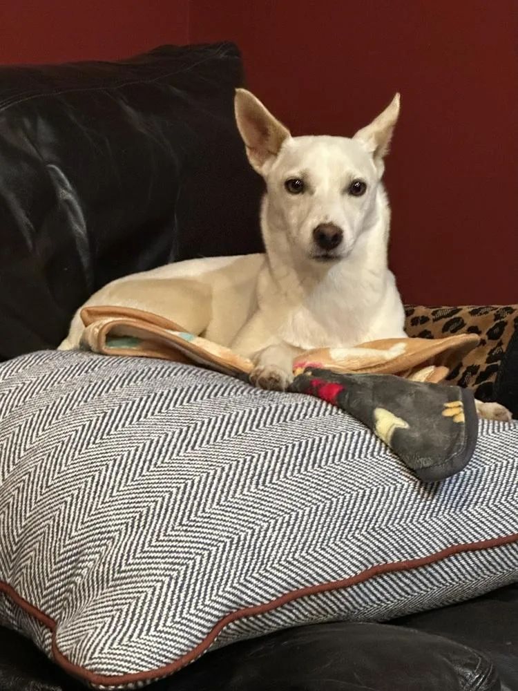 Honey Bunny thumbnail 5