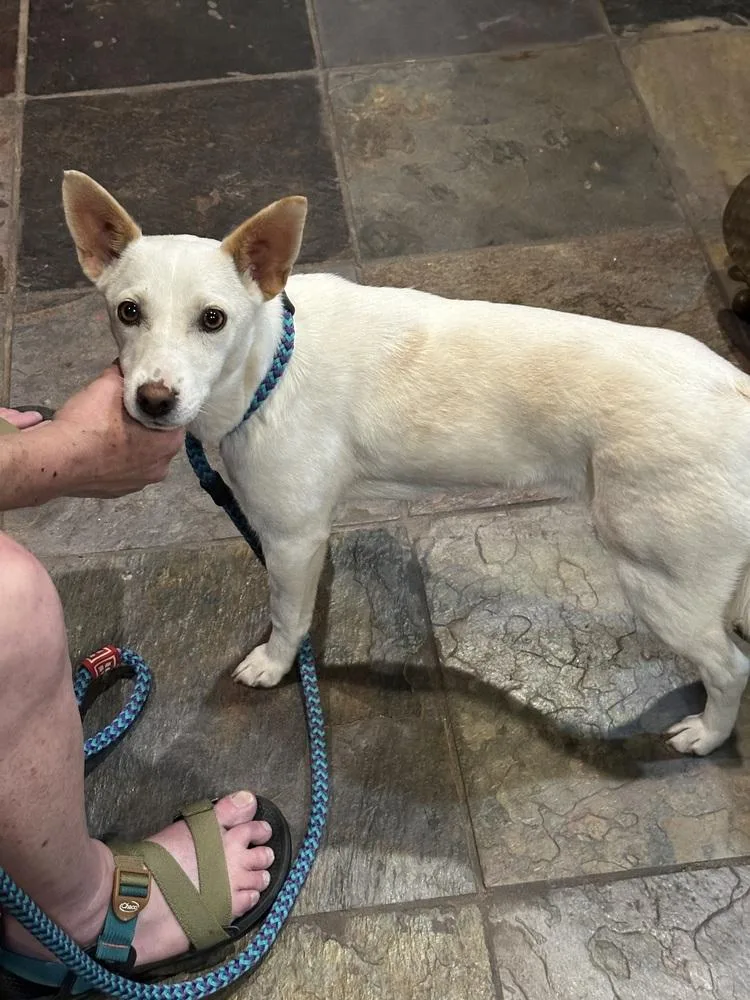 Honey Bunny thumbnail 6