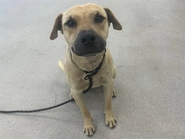 A young large-sized male Labrador Retriever dog named Ace for adoption in Mesa, AZ