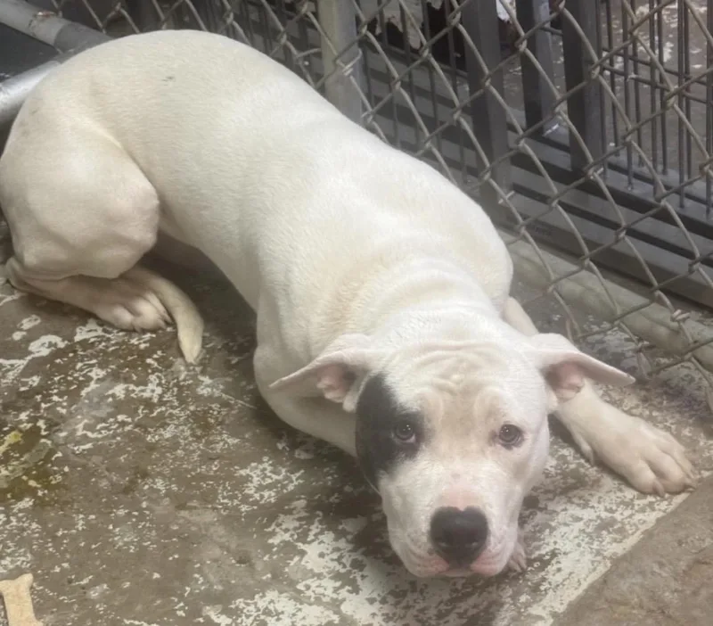 An adult medium-sized male White / Cream Pit Bull Terrier dog named Max HOLD for adoption in Canton, OH