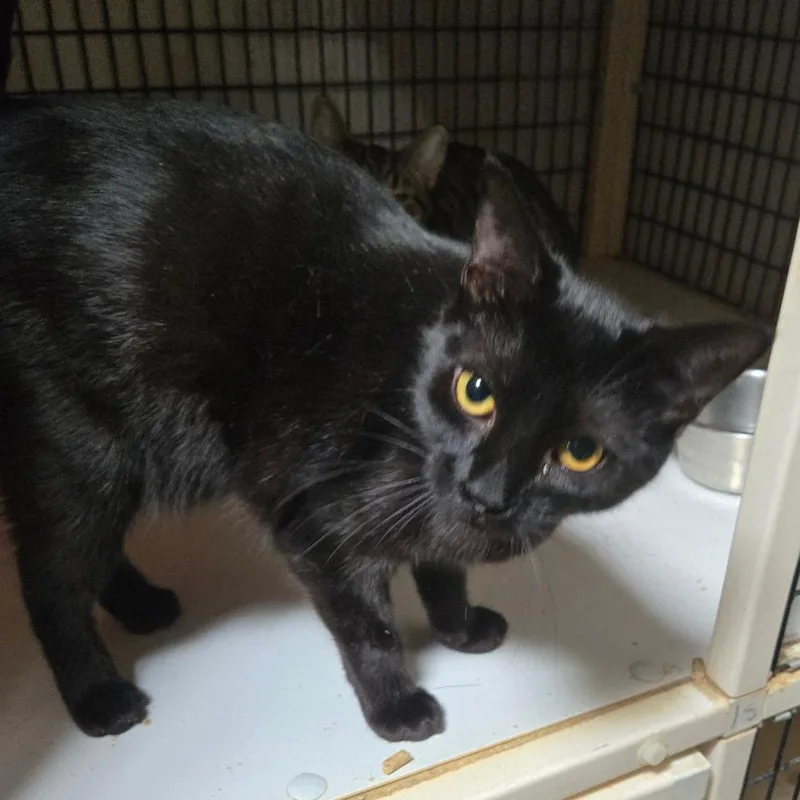 An adult medium-sized female Black Domestic Short Hair cat named Seance for adoption in Leander, TX