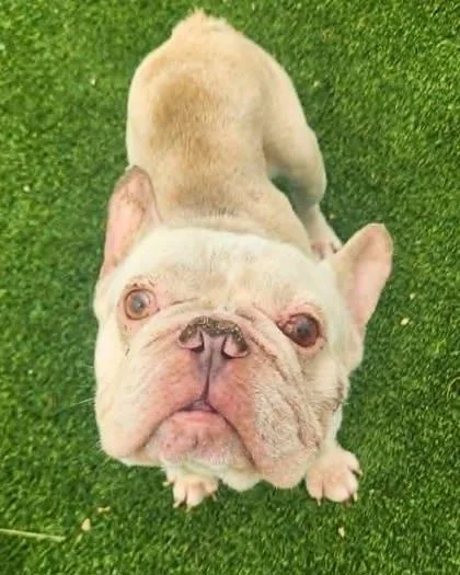 An adult small-sized male Mixed Breed dog named Bones Malone for adoption in Munster, IN