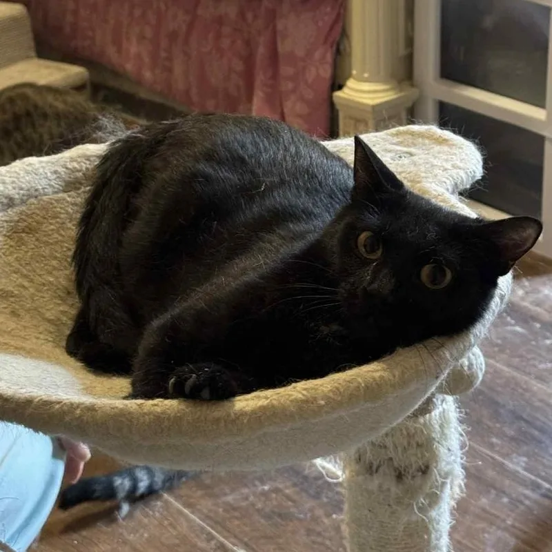 A young medium-sized female Black Domestic Short Hair cat named Mama for adoption in Warr Acres, OK