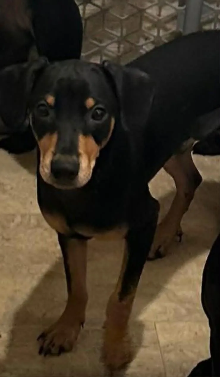 A baby small-sized male Bicolor Miniature Pinscher dog named Heinez for adoption in Madera, CA