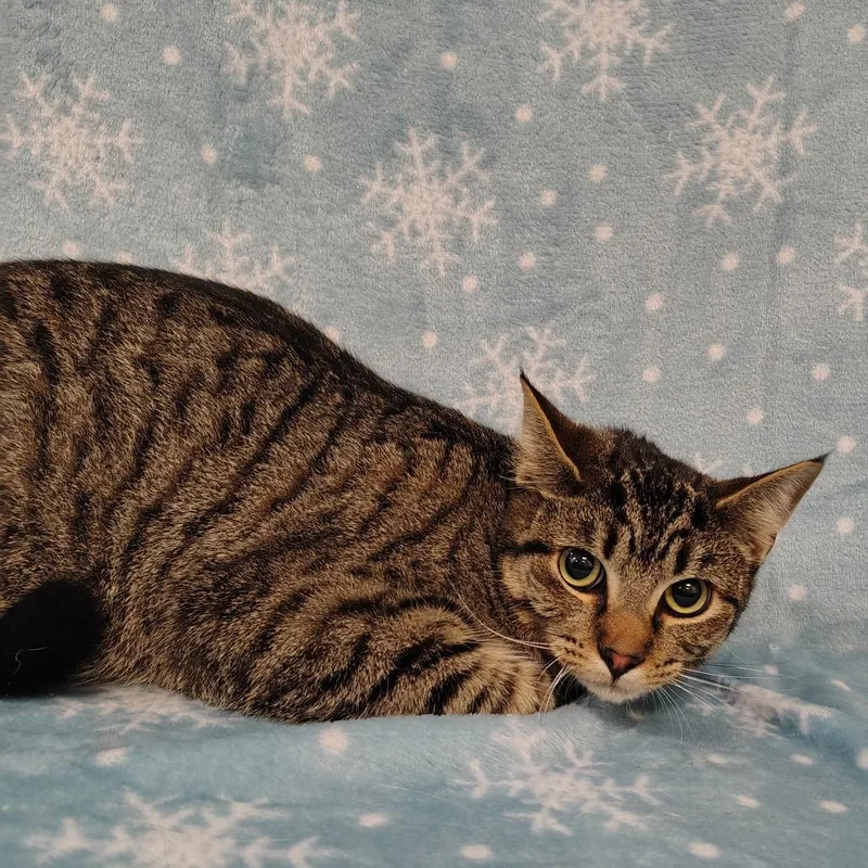 A young medium-sized male Brown / Chocolate Domestic Short Hair cat named Jasper for adoption in Coos Bay, OR