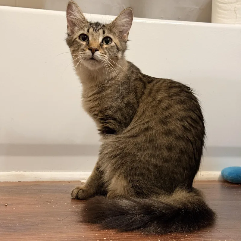 A baby medium-sized male Tabby (Brown / Chocolate) Tabby cat named Teriyaki for adoption in Tampa, FL