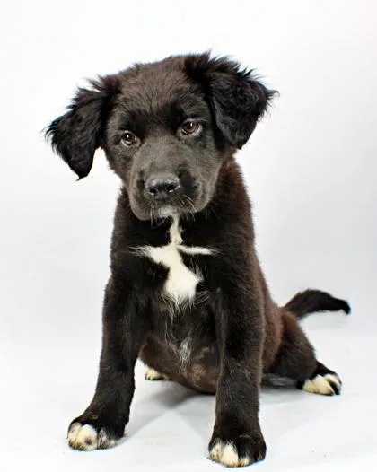 A baby large-sized female Flat-Coated Retriever dog named Sandy for adoption in Morton Grove, IL