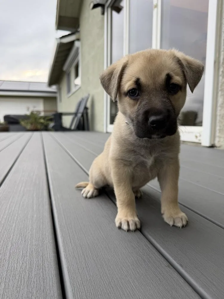 A baby large-sized female German Shepherd Dog dog named Triumph for adoption in Pleasant Hill, CA