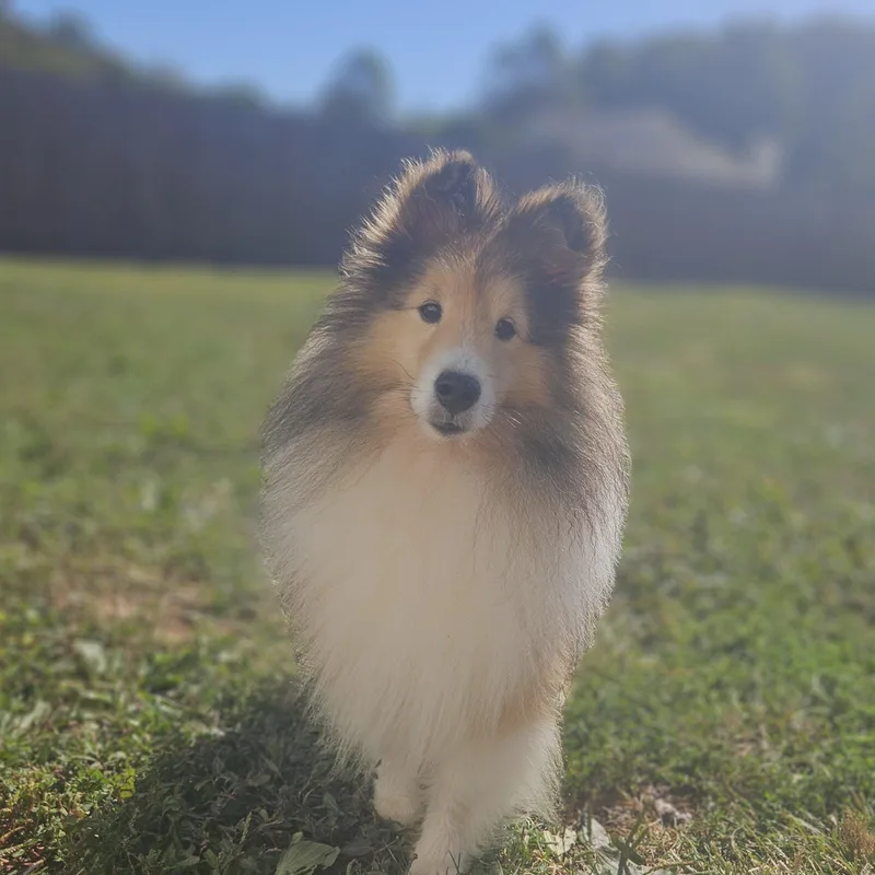 A senior small-sized male Shetland Sheepdog / Sheltie dog named Sly for adoption in Ramsey, IN