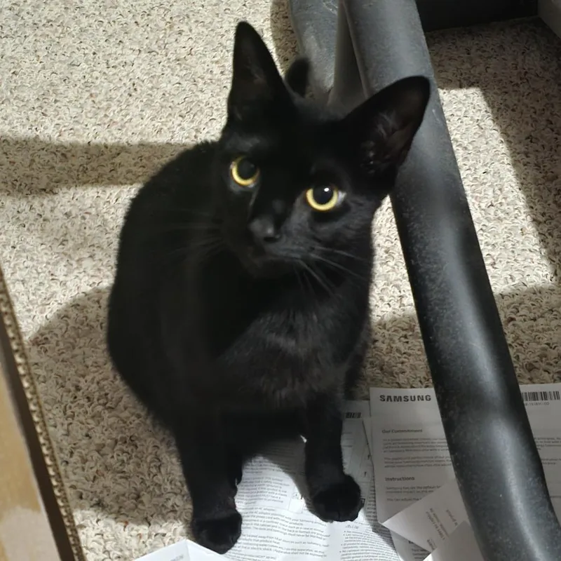 A young small-sized male Black Domestic Short Hair cat named Cullen Home to for adoption in South Elgin, IL
