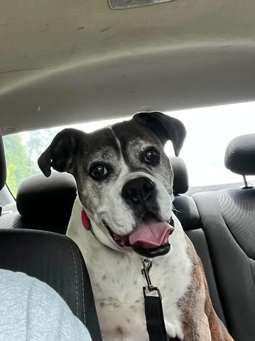 A senior medium-sized female Boxer dog named Gracie for adoption in Cullman, AL