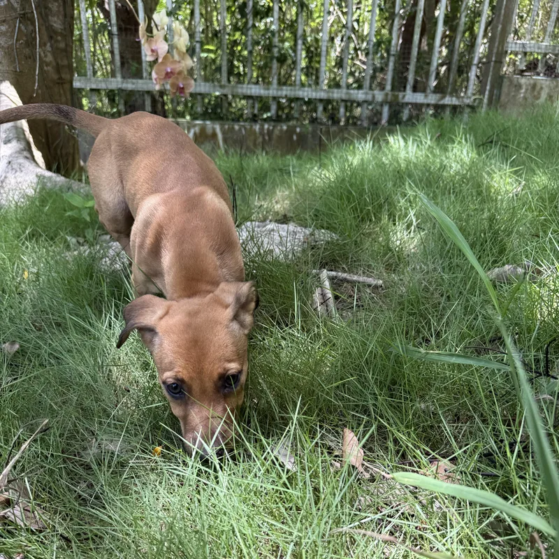 A baby medium-sized female Mixed Breed dog named Ash for adoption in ISABELA, PR